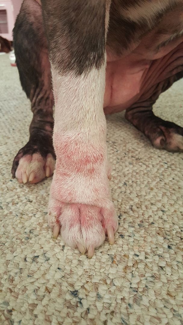 Help with MRSA and possible pyoderma Pitbulls Go Pitbull Dog Forums