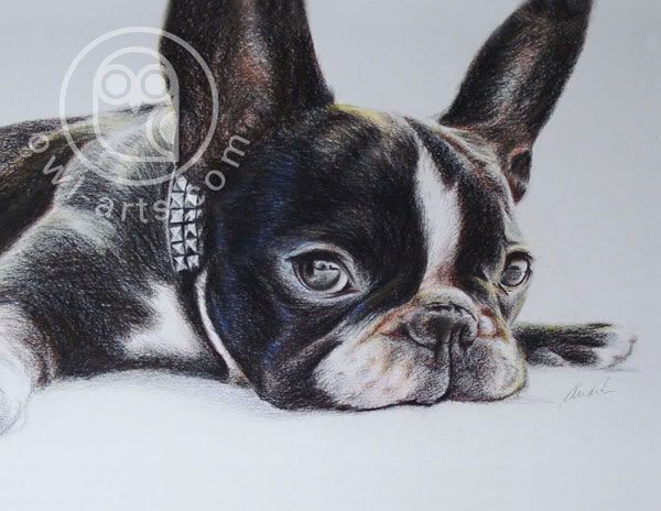 French Bulldog Photo by ATostes | Photobucket